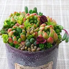 そのまま飾れる多肉植物寄せ植え こぼれ鉢 管理書付き - メルカリ