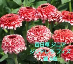 百日草(ジニア) ジンデレラ フィズ 種5粒