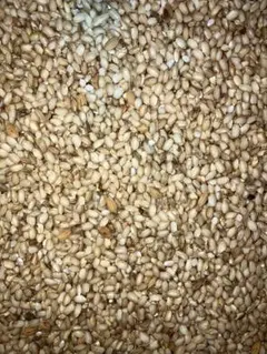 令和8年用 種もみ にじのきらめき ⭐消毒済み⭐ 箱込み1kg - メルカリ