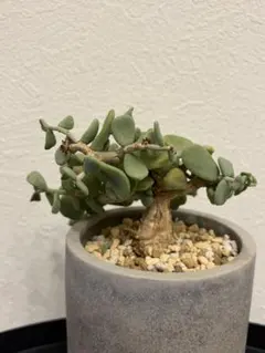 2026年最新】塊根植物の人気アイテム - メルカリ