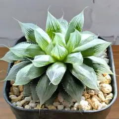174◎◎ 特選 姫砂糖 実生 選抜苗 多肉植物 ハオルチア アロエ - メルカリ
