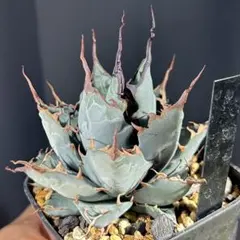 2025年最新】エボリスピナ bbの人気アイテム - メルカリ