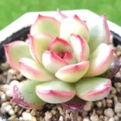 速達発送！ゆー様 リクエスト 5点 まとめ商品