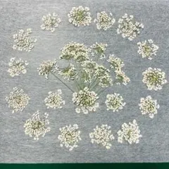 押し花　NO.457 り。