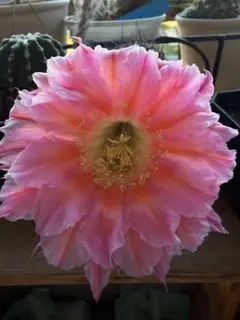 多肉植物 丸弁八重咲き花サボテン・ビッグアイ（抜き苗) 開花苗 - メルカリ