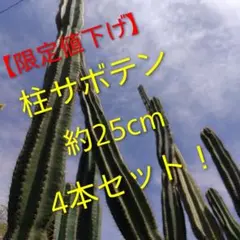 2026年最新】柱サボテンの人気アイテム - メルカリ