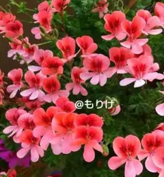 ペラルゴニウム ピンクの苗 鉢植え3.5-③ - メルカリ