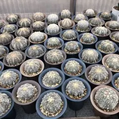 2025年最新】兜丸の人気アイテム - メルカリ