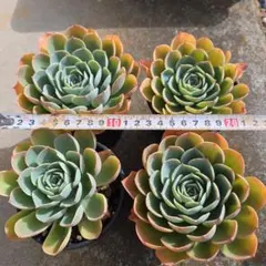 エケベリア 多肉植物 4鉢セット