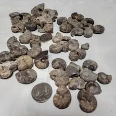 アンモナイト化石
