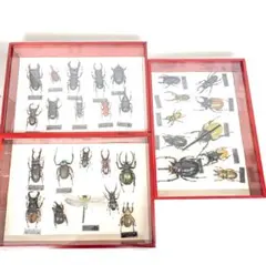 2026年最新】ディアゴスティーニ 世界の昆虫の人気アイテム - メルカリ