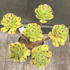 メルカリ