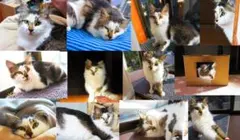 Item thumbnail for item 87a4cf88-472d-42e0-b417-1203d6e7df1d