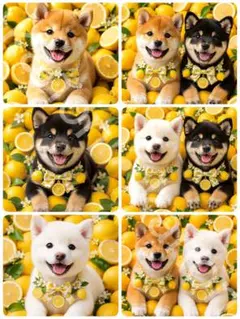2026年最新】柴犬生地の人気アイテム - メルカリ