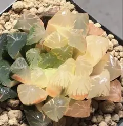 2026年最新】多肉植物ハオルチア 錦の人気アイテム - メルカリ