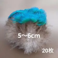 孔雀の羽根　ブルーネック　20枚