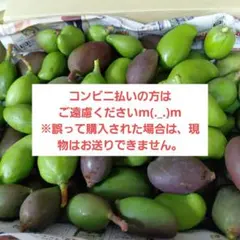 摘果青マンゴー1.1キロ（25g〜40g）コンパクトBOX - メルカリ