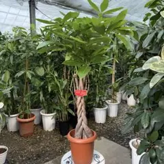 2026年最新】品種名：パキラ 観葉植物 パキラの人気アイテム - メルカリ