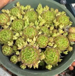 多肉植物　ジョビバルバ　ソボリフェラ　ペール　No.172【緑】 多肉植物 ジョビバルバ ソボリフェラ ペール No.172【黄】 - メルカリ
