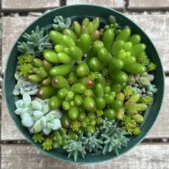 【カット苗】ミニ多肉の寄せ植え　詰め合わせ