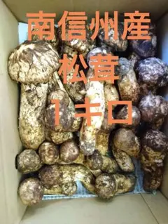 お得❗️本日採れたて 南信州産松茸 519g 訳あり - メルカリ