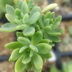 ☀多肉 春萌(抜き苗)☀のサムネイル