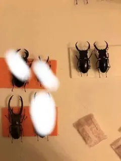 標本　キクロマトス等9頭セット　ブリード品 2025年最新】ホソアカクワガタ 標本の人気アイテム - メルカリ
