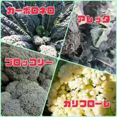 旬野菜 4種詰め合わせセット！ 珍しいやさい