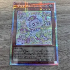 マルチャミー・ニャルス　プリシク