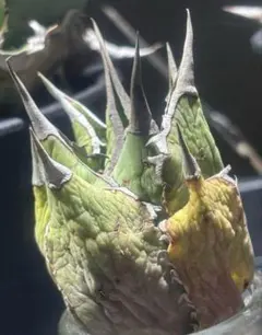 アトム様専用ページ！