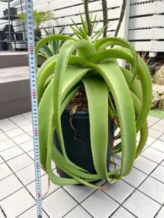 2026年最新】アロエ バンバレニーの人気アイテム - メルカリ