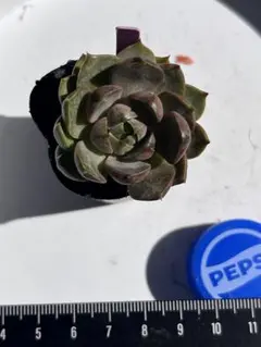 ひとみ様 リクエスト 3点 まとめ商品