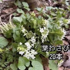 2026年最新】わさび苗の人気アイテム - メルカリ