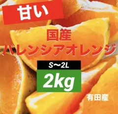 159)数量限定　甘い　国産　バレンシアオレンジ　みかん　果物 旬のサムネイル