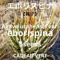 2026年最新】エボリスピナ陽炎の人気アイテム - メルカリ