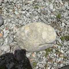 ナポレオン石 13kg 時計石 球状閃緑岩 原石 鑑賞石 自然石 紋石 水石