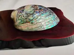 アバロン パウア 貝殻 置物 浄化皿 11cm ニュージーランド土産 （除く台）