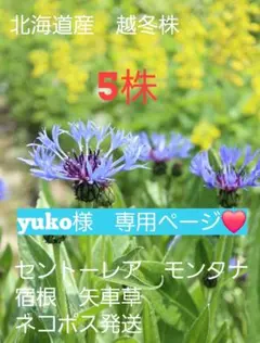 セントーレア　モンタナ　5株セット　yuko様専用ページ♫