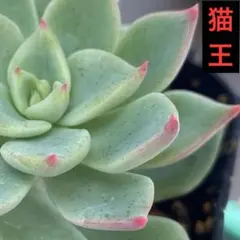 2025年最新】ロウルサンコ 多肉の人気アイテム - メルカリ