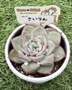 2025年最新】パルクさん苗の人気アイテム - メルカリ