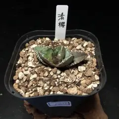 アガベチタノタ　清櫻子株付き 2025年最新】清櫻 子株の人気アイテム - メルカリ