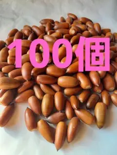 どんぐり　マテバシイ　100個