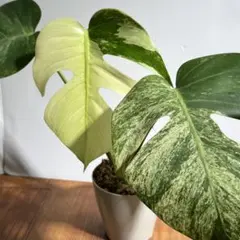 Monstera Urban Mosaic Mint OG 斑入り - メルカリ