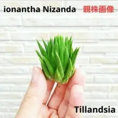 2026年最新】ionantha nizandaの人気アイテム - メルカリ