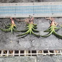 多肉✨️ガステリア（Gasteria 'Chapel Bell'）✨️のサムネイル