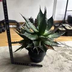 2026年最新】アガベ ホリダ 大株の人気アイテム - メルカリ