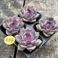 黒紅様 リクエスト 3点 まとめ商品