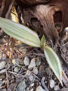 デスメティアーナ　ジョーホーク確認用