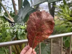 2026年最新】マジックリーフの人気アイテム - メルカリ