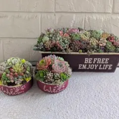 多肉植物 ♡そのまま飾れる寄せ植え♡3点セット♬*°